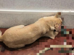 Избитая и заживо зарытая собака не выжила в Волгограде