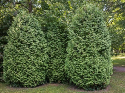 Волжане могут получить бесплатно саженцы деревьев