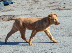 60% опрошенных волжан подвергались нападению бездомных собак