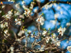 На полив и побелку деревьев в Волжском направят более 18 миллионов рублей