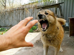 Зафиксировано несколько случаев бешенства 