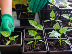 Зимний огород на подоконнике: как вырастить салат, помидоры и огурцы дома