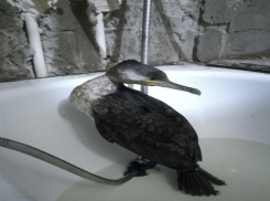 За баклана ответишь: близ Волжского спасают редкую птицу