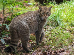 Степной кот: вооружен когтями и опасен 