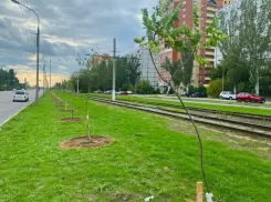 Волжский озеленяют: сотни саженцев уже красуются на просторах города