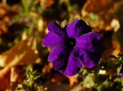 Солнечную субботу спрогнозировали в Волжском