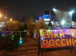 В Волжском открылись елочные базары: где купить новогоднее дерево