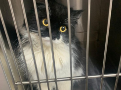 Котенка избивали, а потом принесли усыплять: полугодовалая кошка ищет хозяев в Волжском