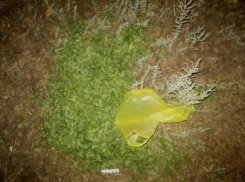 Под Волгоградом задержали многократно судимого мужчину с крупной партией марихуаны