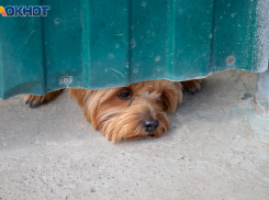 Волжанин до смерти забил собаку лопатой