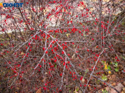 Клим Холодный: что сулил древним русичам день, и какие приметы соблюдали 8 декабря