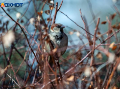 Дерущиеся воробьи в воскресенье к жаре: народные приметы от волжской травницы