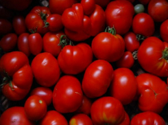 В Среднеахтубинском районе поспел первый урожай