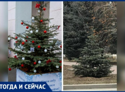 Посадили в Волжском елочки и корешок