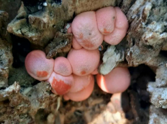 Волчье вымя в Волжском не опасно для людей