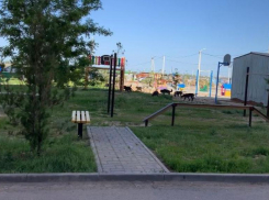 Настоящую псарню устроили в одном из дворов Волжского: видео