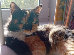 Веста выпала с балкона и бесследно исчезла