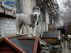 В Волчий сват волжан ждет бой самцов