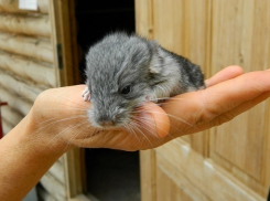 В стенах Зоодворика как раз к трехлетию появилась на свет шиншилла