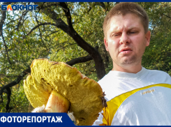 Волжане массово травятся грибами: аномально высокая статистика по области