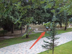 Подростки украли систему полива в парке на Молодежной в Волжском: видео