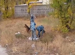 Кинологи переместили поиски на территорию теплотрассы в Волжском