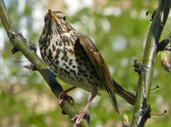 Школьники Средней Ахтубы и Ленинского района наблюдали за перелетными птицами