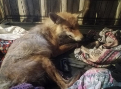 В приюте для животных спасают сбитого в Волжском лиса 