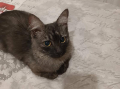 Кошка с поломанным хвостом ищет новых хозяев в Волжском