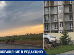 В 28 микрорайоне волжане боятся выходить на улицу: стая агрессивных собак живет рядом с домом