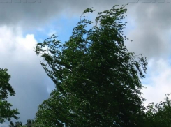 Сильные порывы ветра ждут волжан в День эколога