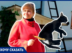 Дети засунули в задний проход котенку пробку: в Волжском спасают животное 