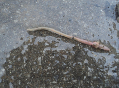 В Волжском после ливня нашествие дождевых червей