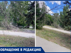 Сухие деревья рухнули на дорогу: в Волжском полгода игнорируют проблему