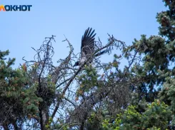 Андрей Налив: овес наливается, судьба складывается