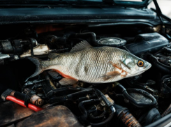 Подбросили рыбу под капот: неприятный сюрприз с тухлым ароматом ждал автолюбителя в Волжском