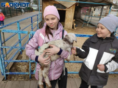 В Волжском зоодворике родился ягненок Мартик: милейшие фото