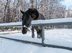 В области «семерка» сбила лошадь 