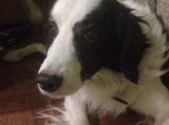 Хвостатый старичок ищет пожилую пару