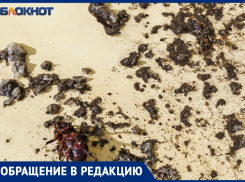 Травили тараканов, а убили веру в людей: жители Волжского недовольны работой местной фирмы