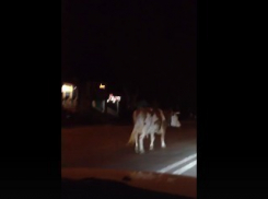 Волжан удивила прогуливающаяся по городу корова