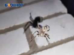 Волжские дачи оккупировали громадные пауки