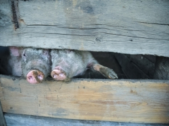 В Волгоградской области усилены меры по недопущению АЧС из соседних регионов