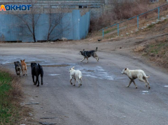 «Давно бы постреляли их»: жители Волжского уверены, что чипирование собак не гарантирует безопасность