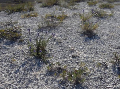 В природном парке обнаружено реликтовое растение