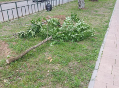 Молодые деревья в Волжском срезали не вандалы, а администрация
