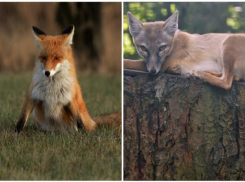 В окрестностях Волжского обитают лисы: установлены 2 вида