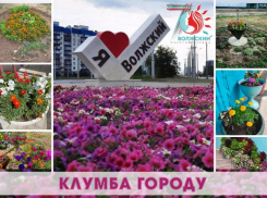 Волжский превратиться в большую оранжерею ко дню города
