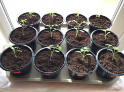 Советы от «Блокнота»: как подготовиться к дачному сезону