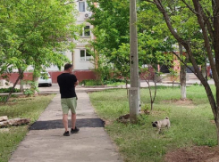 Мужчина отказался убирать фекалии за собакой на детской площадке в Волжском